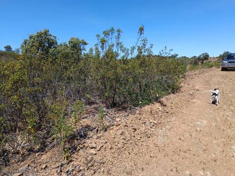TERRENO COM 840 M2 - COM ÁRVORES - PRÓXIMO DA CORTE DO GAGO - CASTRO MARIM - ALGARVE