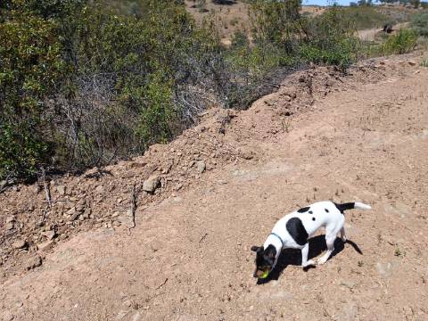 TERRENO COM 840 M2 - COM ÁRVORES - PRÓXIMO DA CORTE DO GAGO - CASTRO MARIM - ALGARVE