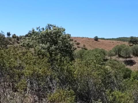 TERRENO COM 840 M2 - COM ÁRVORES - PRÓXIMO DA CORTE DO GAGO - CASTRO MARIM - ALGARVE