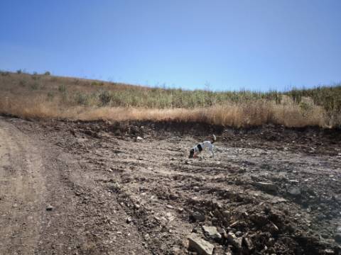 TERRENO COM 15.880 M2 - COM ÁGUA - COM APOIO AGRÍCOLA - ALTURA - CASTRO MARIM - ALGARVE
