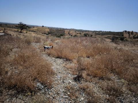 TERRENO COM 15.880 M2 - COM ÁGUA - COM APOIO AGRÍCOLA - ALTURA - CASTRO MARIM - ALGARVE