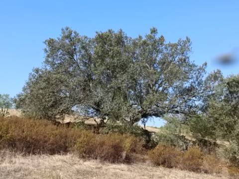 TERRENO COM 7.200 M2 - PRÓXIMO DA VILA ALDEIA - JUNTO AO CENTRO DO AZINHAL - CASTRO MARIM - ALGARVE