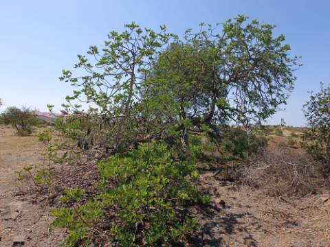 TERRENO COM 7.200 M2 - PRÓXIMO DA VILA ALDEIA - JUNTO AO CENTRO DO AZINHAL - CASTRO MARIM - ALGARVE