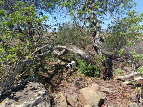 TERRENO COM 7.200 M2 - PRÓXIMO DA VILA ALDEIA - JUNTO AO CENTRO DO AZINHAL - CASTRO MARIM - ALGARVE