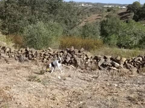 TERRENO COM 7.200 M2 - PRÓXIMO DA VILA ALDEIA - JUNTO AO CENTRO DO AZINHAL - CASTRO MARIM - ALGARVE