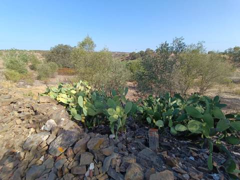 TERRENO COM 7.200 M2 - PRÓXIMO DA VILA ALDEIA - JUNTO AO CENTRO DO AZINHAL - CASTRO MARIM - ALGARVE