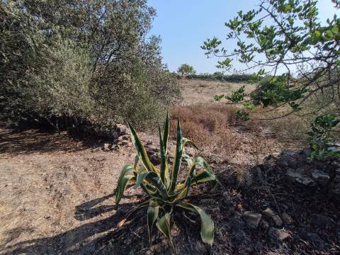 TERRENO COM 7.200 M2 - PRÓXIMO DA VILA ALDEIA - JUNTO AO CENTRO DO AZINHAL - CASTRO MARIM - ALGARVE