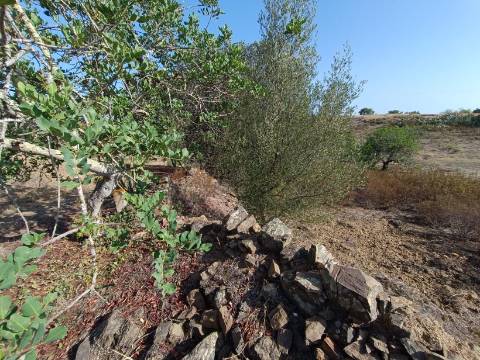 TERRENO COM 7.200 M2 - PRÓXIMO DA VILA ALDEIA - JUNTO AO CENTRO DO AZINHAL - CASTRO MARIM - ALGARVE