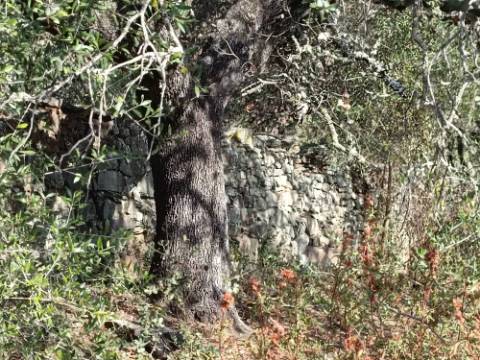 TERRENO COM 7.200 M2 - PRÓXIMO DA VILA ALDEIA - JUNTO AO CENTRO DO AZINHAL - CASTRO MARIM - ALGARVE