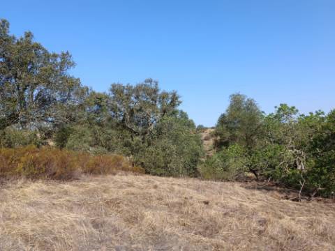 TERRENO COM 7.200 M2 - PRÓXIMO DA VILA ALDEIA - JUNTO AO CENTRO DO AZINHAL - CASTRO MARIM - ALGARVE