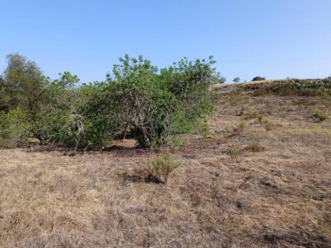TERRENO COM 7.200 M2 - PRÓXIMO DA VILA ALDEIA - JUNTO AO CENTRO DO AZINHAL - CASTRO MARIM - ALGARVE