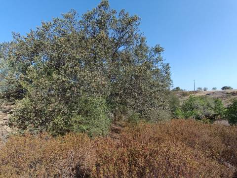 TERRENO COM 7.200 M2 - PRÓXIMO DA VILA ALDEIA - JUNTO AO CENTRO DO AZINHAL - CASTRO MARIM - ALGARVE