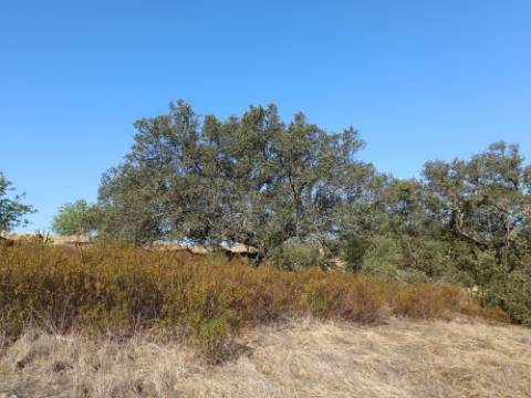 TERRENO COM 7.200 M2 - PRÓXIMO DA VILA ALDEIA - JUNTO AO CENTRO DO AZINHAL - CASTRO MARIM - ALGARVE