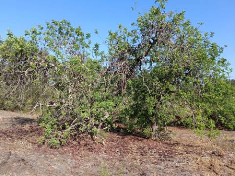TERRENO COM 7.200 M2 - PRÓXIMO DA VILA ALDEIA - JUNTO AO CENTRO DO AZINHAL - CASTRO MARIM - ALGARVE