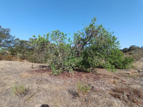 TERRENO COM 7.200 M2 - PRÓXIMO DA VILA ALDEIA - JUNTO AO CENTRO DO AZINHAL - CASTRO MARIM - ALGARVE