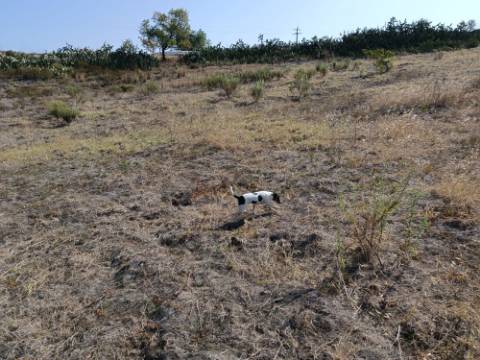 TERRENO COM 7.200 M2 - PRÓXIMO DA VILA ALDEIA - JUNTO AO CENTRO DO AZINHAL - CASTRO MARIM - ALGARVE