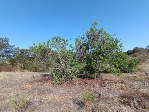 TERRENO COM 7.200 M2 - PRÓXIMO DA VILA ALDEIA - JUNTO AO CENTRO DO AZINHAL - CASTRO MARIM - ALGARVE