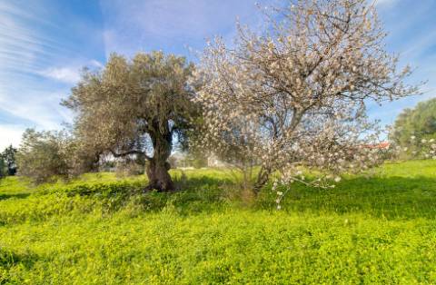 Exclusiva Quinta Tradicional Algarvia com Potencial de Desenvolvimento - Vila Nova de Cacela
