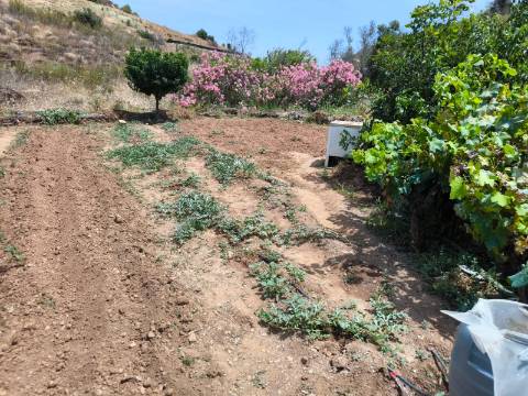 TERRENO COM 9.550 M2 - COM POÇO - NA CARRAPATEIRA EM TAVIRA - ALGARVE