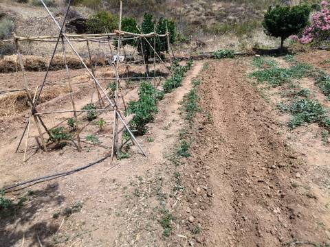 TERRENO COM 9.550 M2 - COM POÇO - NA CARRAPATEIRA EM TAVIRA - ALGARVE