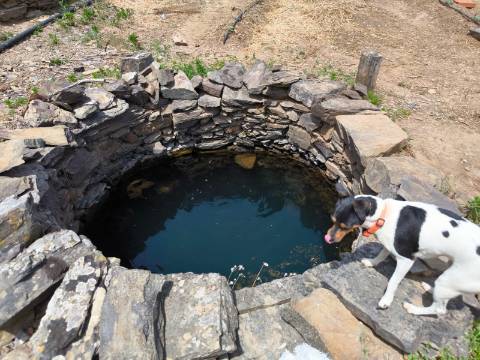 TERRENO COM 9.550 M2 - COM POÇO - NA CARRAPATEIRA EM TAVIRA - ALGARVE