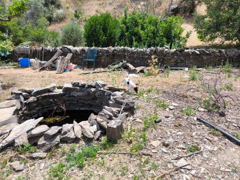 TERRENO COM 9.550 M2 - COM POÇO - NA CARRAPATEIRA EM TAVIRA - ALGARVE