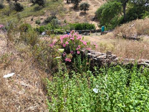 TERRENO COM 9.550 M2 - COM POÇO - NA CARRAPATEIRA EM TAVIRA - ALGARVE