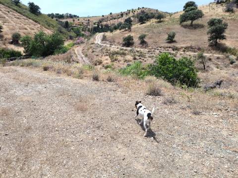 TERRENO COM 9.550 M2 - COM POÇO - NA CARRAPATEIRA EM TAVIRA - ALGARVE