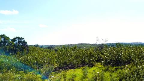 Terreno com Projeto Previamente Aprovado para Hotel Rural de 3 Estrelas - Oportunidade junto à Barragem de Odeleite