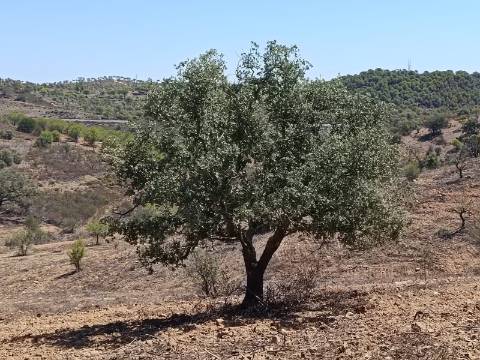 TERRENO COM 57.320 M2 - COM VISTA LAGO - PRÓXIMO AO VALE DO PEREIRO EM ODELEITE - CASTRO MARIM - ALGARVE