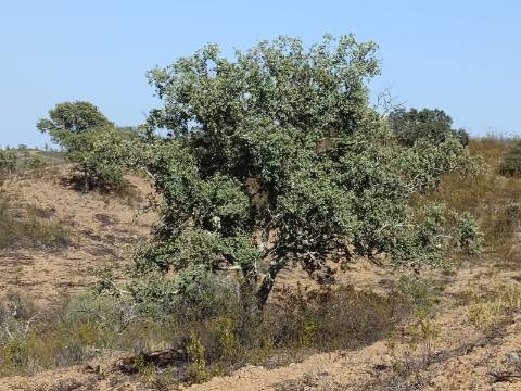 TERRENO COM 57.320 M2 - COM VISTA LAGO - PRÓXIMO AO VALE DO PEREIRO EM ODELEITE - CASTRO MARIM - ALGARVE