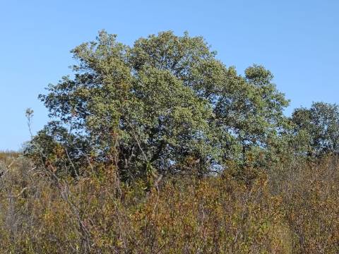 TERRENO COM 57.320 M2 - COM VISTA LAGO - PRÓXIMO AO VALE DO PEREIRO EM ODELEITE - CASTRO MARIM - ALGARVE