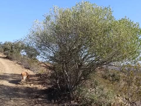 TERRENO COM 57.320 M2 - COM VISTA LAGO - PRÓXIMO AO VALE DO PEREIRO EM ODELEITE - CASTRO MARIM - ALGARVE