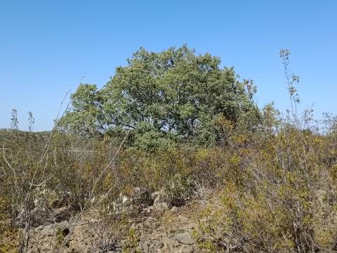 TERRENO COM 57.320 M2 - COM VISTA LAGO - PRÓXIMO AO VALE DO PEREIRO EM ODELEITE - CASTRO MARIM - ALGARVE