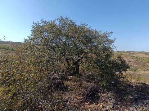 TERRENO COM 57.320 M2 - COM VISTA LAGO - PRÓXIMO AO VALE DO PEREIRO EM ODELEITE - CASTRO MARIM - ALGARVE