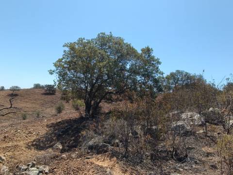 TERRENO COM 57.320 M2 - COM VISTA LAGO - PRÓXIMO AO VALE DO PEREIRO EM ODELEITE - CASTRO MARIM - ALGARVE