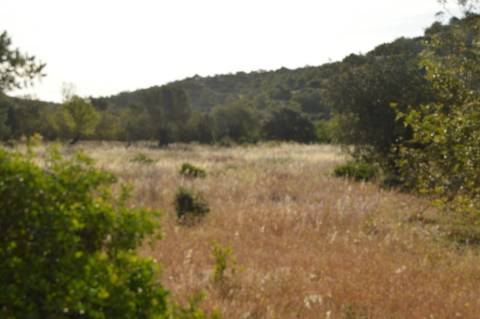 Terreno Rústico Marco Santa Catarina da Fonte do Bispo
