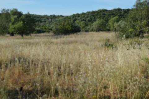 Terreno Rústico Marco Santa Catarina da Fonte do Bispo
