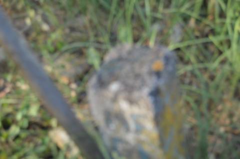 Terreno Rústico Marco Santa Catarina da Fonte do Bispo