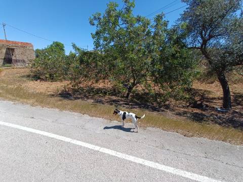 MORADIA ISOLADA - COM TERRENO - NA SENTINELA EM CASTRO MARIM - ALGARVE