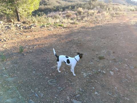 TERRENO COM 12.720 M2 - VISTA MAR - COM ARVORES - REGA - BOMBA E PAINEIS SOLARES - CAMPEIROS - CASTRO MARIM - ALGARVE