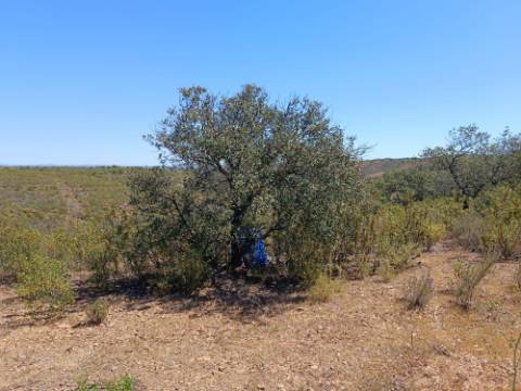 TERRENO COM 34.700 M2 - POSSIBILIDADES DE CONSTRUIR UM ARMAZEM - PRÓXIMO A CHOÇA QUEIMADA EM CASTRO MARIM - ALGARVE