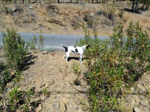 TERRENO COM 34.700 M2 - POSSIBILIDADES DE CONSTRUIR UM ARMAZEM - PRÓXIMO A CHOÇA QUEIMADA EM CASTRO MARIM - ALGARVE