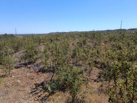 TERRENO COM 34.700 M2 - POSSIBILIDADES DE CONSTRUIR UM ARMAZEM - PRÓXIMO A CHOÇA QUEIMADA EM CASTRO MARIM - ALGARVE