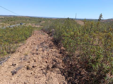 TERRENO COM 34.700 M2 - POSSIBILIDADES DE CONSTRUIR UM ARMAZEM - PRÓXIMO A CHOÇA QUEIMADA EM CASTRO MARIM - ALGARVE