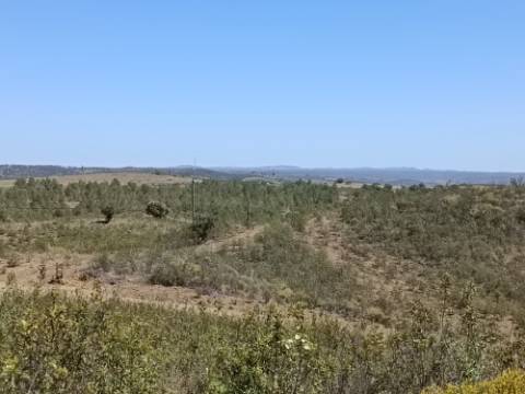 TERRENO COM 34.700 M2 - POSSIBILIDADES DE CONSTRUIR UM ARMAZEM - PRÓXIMO A CHOÇA QUEIMADA EM CASTRO MARIM - ALGARVE