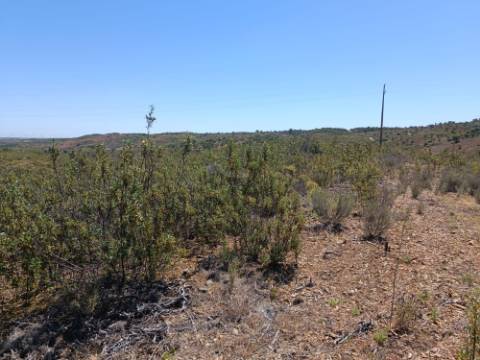 TERRENO COM 34.700 M2 - POSSIBILIDADES DE CONSTRUIR UM ARMAZEM - PRÓXIMO A CHOÇA QUEIMADA EM CASTRO MARIM - ALGARVE