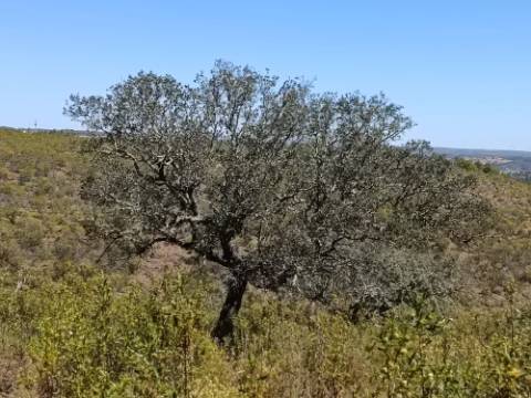 TERRENO COM 34.700 M2 - POSSIBILIDADES DE CONSTRUIR UM ARMAZEM - PRÓXIMO A CHOÇA QUEIMADA EM CASTRO MARIM - ALGARVE