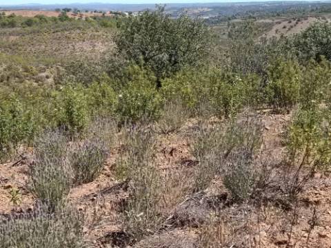 TERRENO COM 34.700 M2 - POSSIBILIDADES DE CONSTRUIR UM ARMAZEM - PRÓXIMO A CHOÇA QUEIMADA EM CASTRO MARIM - ALGARVE