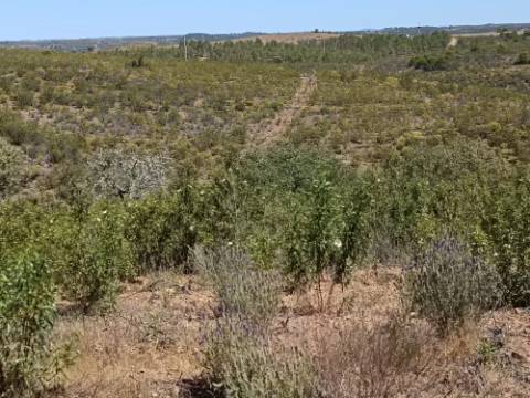 TERRENO COM 34.700 M2 - POSSIBILIDADES DE CONSTRUIR UM ARMAZEM - PRÓXIMO A CHOÇA QUEIMADA EM CASTRO MARIM - ALGARVE